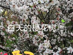 -新江湾城公园