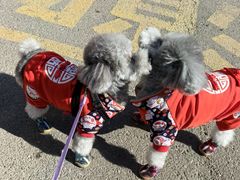 -派多格宠物(御景湾店)