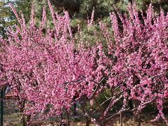 -大兴滨河森林公园