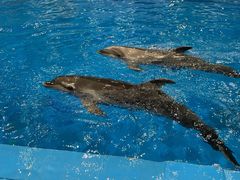 -芜湖新华联大白鲸海洋公园