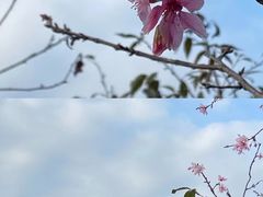 -中国科学院华南植物园