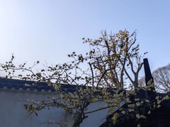 -拙政园