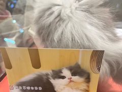 -babydoll猫舍·米努特·德文·缅因(久光中心店)