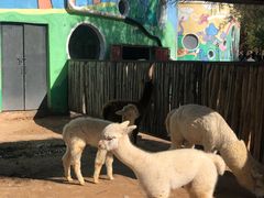 -鄂尔多斯野生动物园