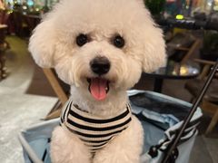 -翊宠yipet猫狗购宠庄园犬舍•猫舍