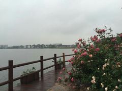 -鹅湖玫瑰文化园