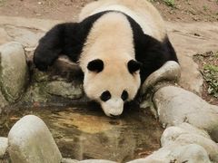 -都江堰中华大熊猫苑