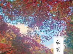 -秋霞圃