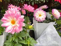 -青石桥花鸟鱼虫市场(叠翠城店)