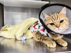 -爱妮康宠物医院·干细胞免疫细胞·肿瘤·心脏(张江店)