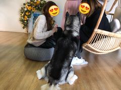 -Husky Go! 哈士奇体验馆·宠物咖啡厅狗咖