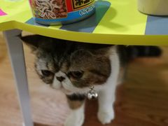 -李小姐の猫咖啡馆(五角场店)