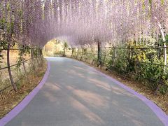 -大塘金香草谷