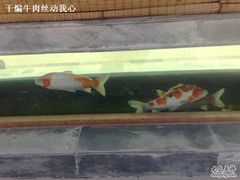 锦鲤-那家小馆•北京菜•烤鸭(香山店)
