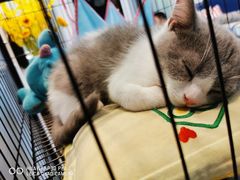 -喵zoo家庭繁育猫舍(尖东智能花园店)