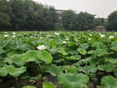 -二一九公园