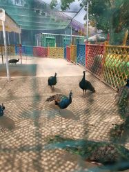 点击看大图 -萌宠亲子动物乐园(槐房万达店)