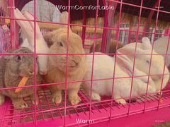 -大连铭湖国际观光牧场