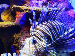 -上海海洋水族馆