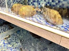 -丰尔粥食·顺德鱼生·干蒸排骨顺德菜(大良分店)