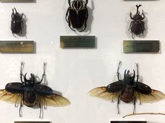 -上海昆虫博物馆