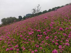 -径山花海