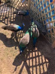 -萌宠亲子动物乐园(槐房万达店)