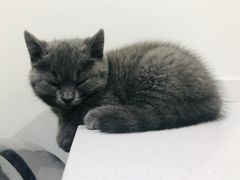 -艾贝尔宠物医院·24H转诊中心·肿瘤猫专科(江宁双龙店)