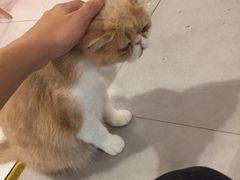 -三花喵·撸猫购宠·宠物生活馆(虹桥南丰城店)