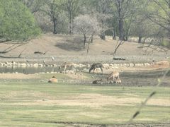 -北京麋鹿生态实验中心