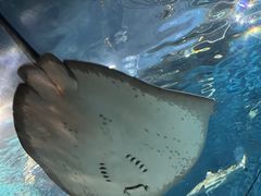 -上海海洋水族馆