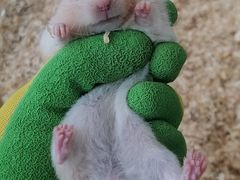 -怪兽屋·羊驼·猫咖·狗咖(俊华广场店)