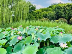 -西海子公园