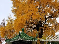 -瀛洲公园