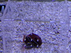 -芜湖新华联大白鲸海洋公园