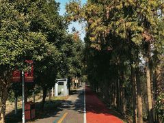 -上海长兴岛郊野公园