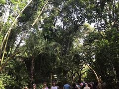 -奥兰多迪士尼动物王国乐园