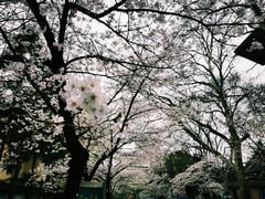-鸡鸣寺