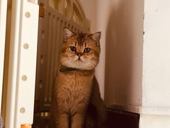 -三花喵·撸猫购宠·宠物生活馆(虹桥南丰城店)