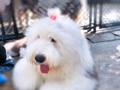 -TrueLove @ Neverland (Husky Cafe)