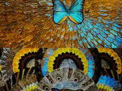 -上海昆虫博物馆