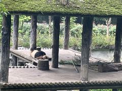 -碧峰峡风景区