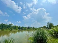 -桤木河湿地公园