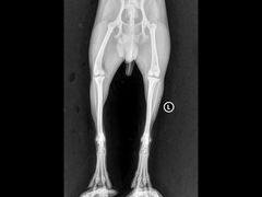 -爱妮康宠物医院·干细胞免疫细胞·肿瘤·心脏(张江店)