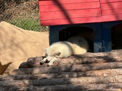 -西霞口神雕山野生动物世界