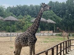 -北京野生动物园