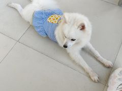 -怪兽屋·羊驼·猫咖·狗咖(俊华广场店)