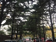 -八大关景区
