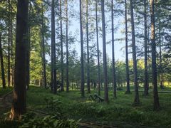 -黄海国家森林公园