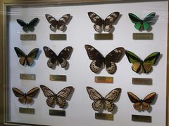 -上海昆虫博物馆